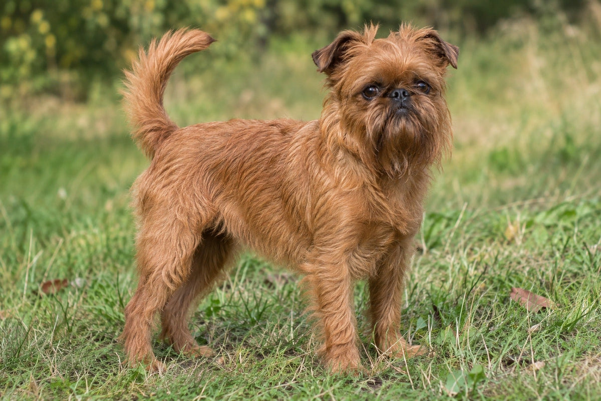 Griffon Bruxellois, rot und rauhaarig, auf einer Wiese