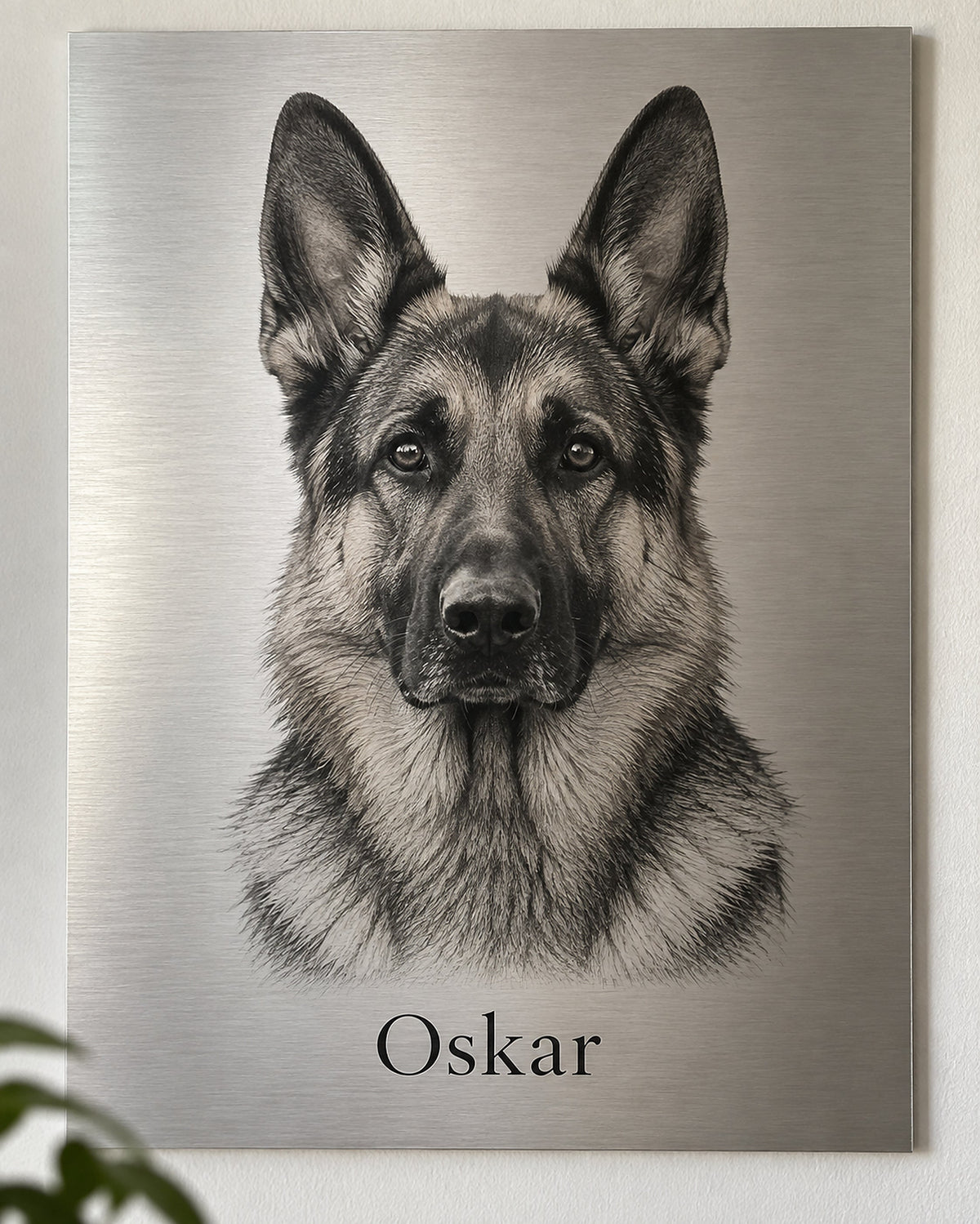 Deutscher Schäferhund als Hundeportrait auf Aluminium