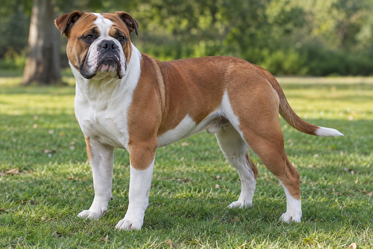 Continental Bulldog, mittelgroß, athletisch, rot mit Weiß, auf einer Wiese