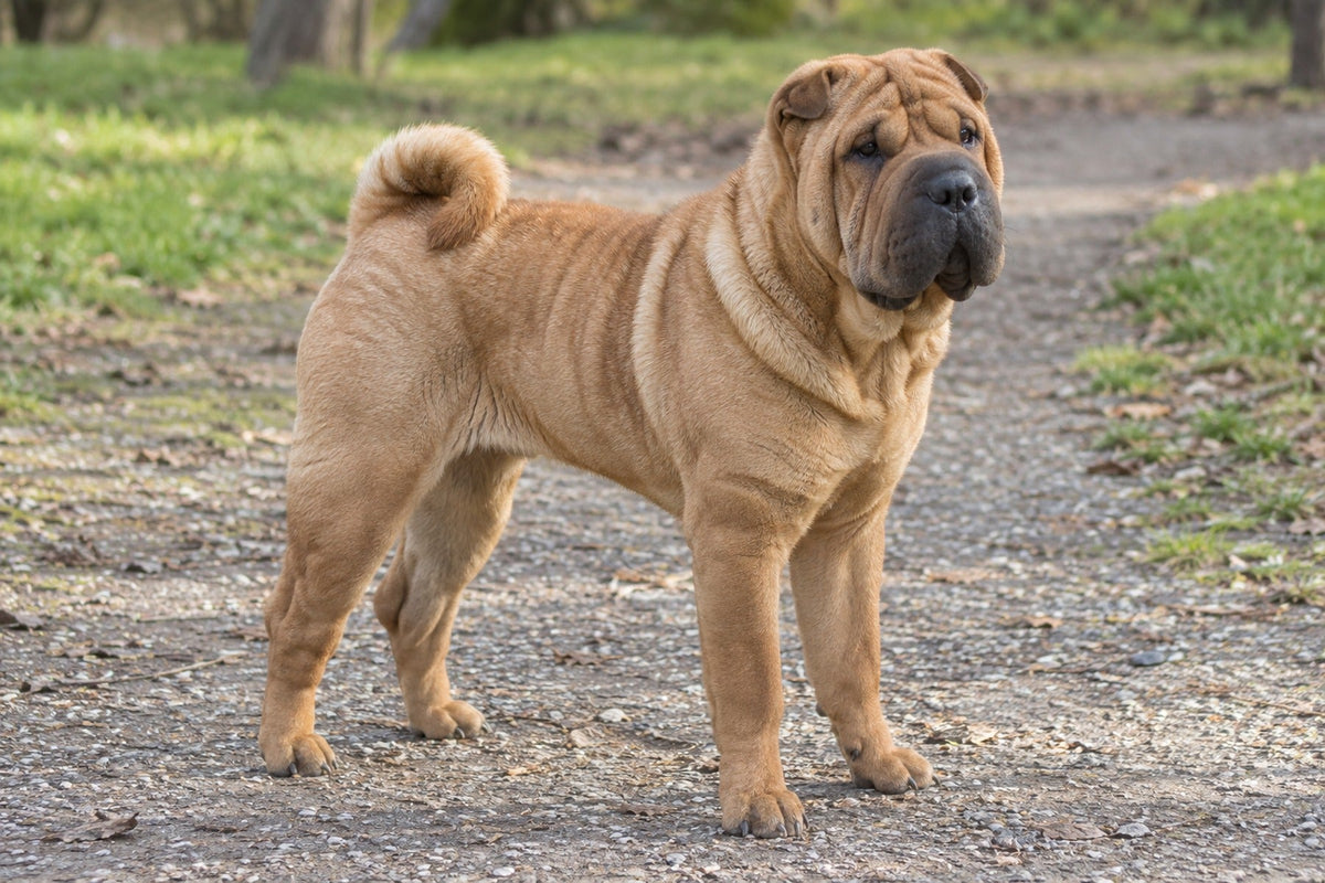 Shar Pei, falbfarbenes kurzes borstiges Fell, auf einem Parkweg