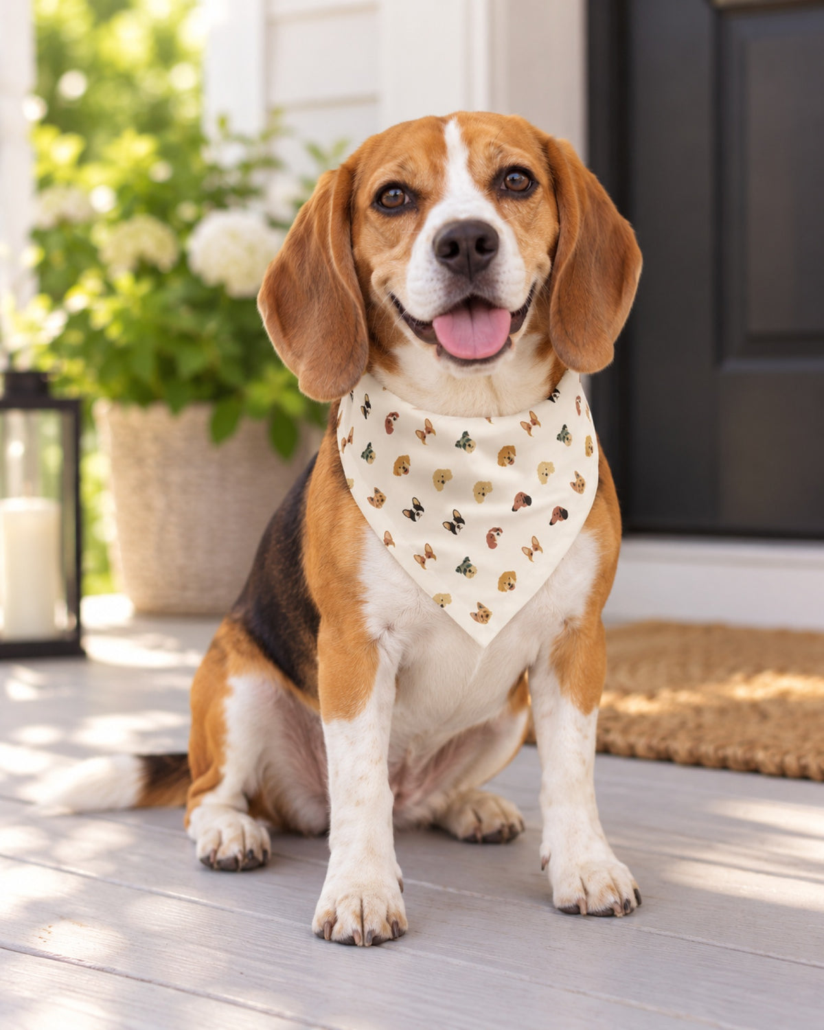 Beagle trägt das Hundehalstuch mit Hundeköpfen auf Creme vor der Haustür
