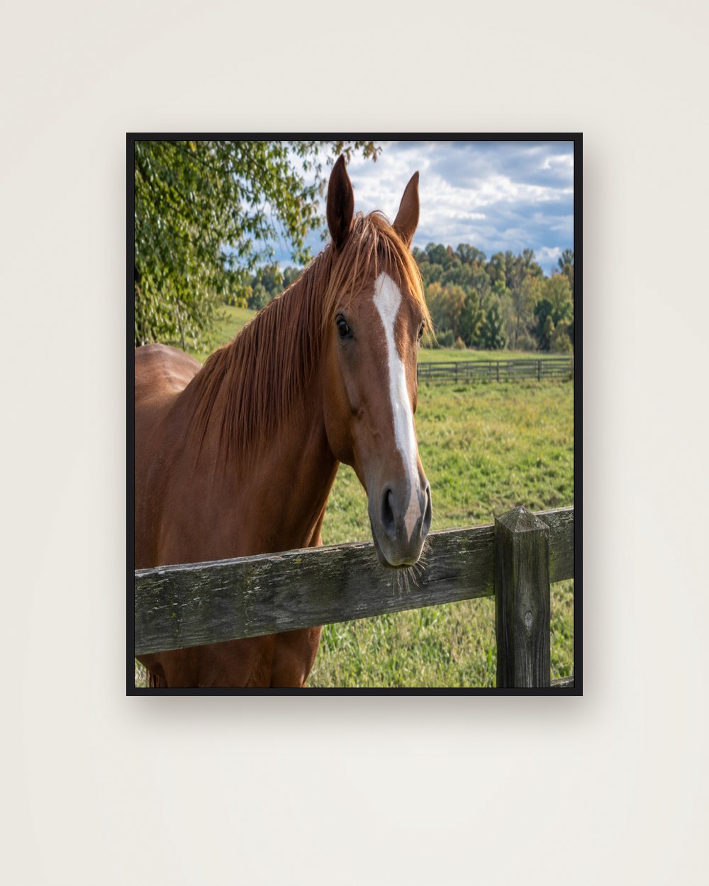 Pferdeportrait als Original als Poster im Metallrahmen, Beispiel